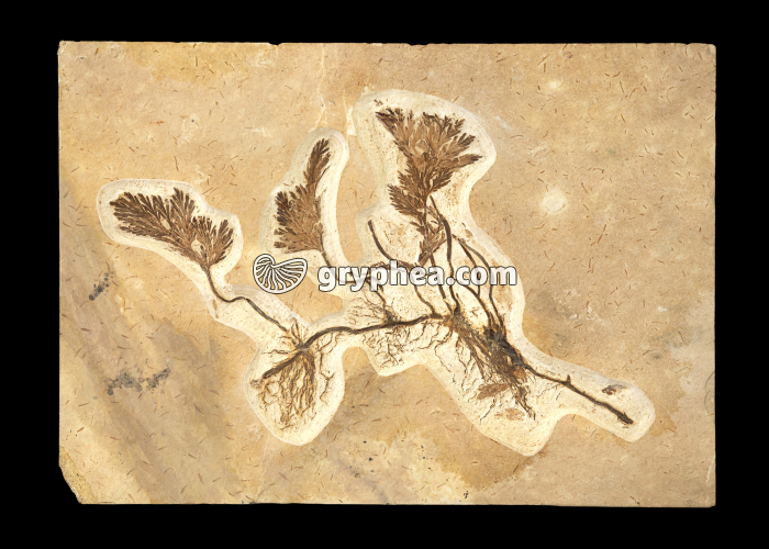 Plante fossile non identifiée - gryphea.org